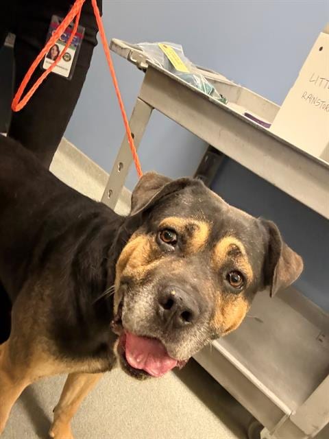 Photo of Mystic Man, adoptable Rottweiler in Orange, California