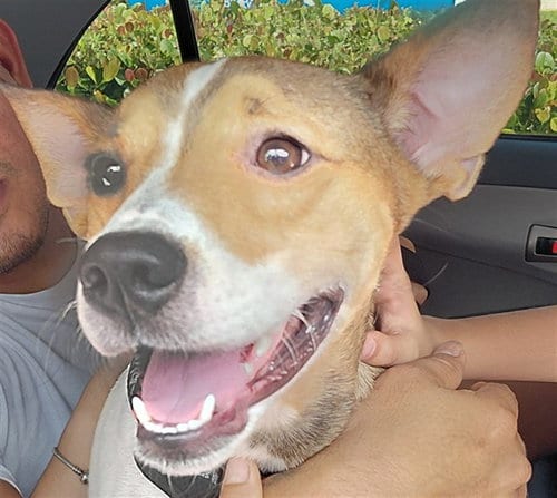 Photo of Milo, adoptable Parson Russell Terrier in Fort Lauderdale, Florida