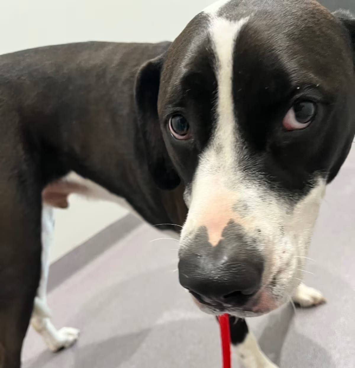 Photo of Lucky, adoptable Great Dane in Benton, Arkansas