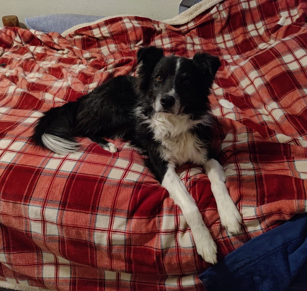 Photo of Lego, adoptable Border Collie in Texas