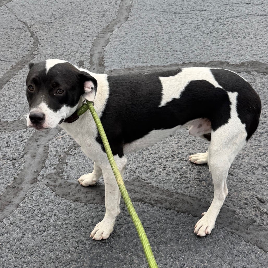 Photo of Cake, adoptable dog