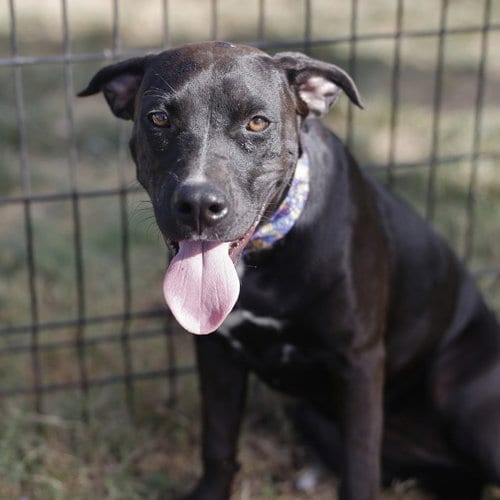 Photo of Nefertiri, adoptable Labrador Retriever in San Antonio, Texas