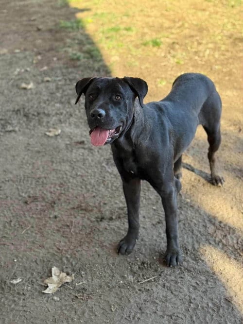 Photo of Jesse, adoptable Labrador Retriever in San Diego, California