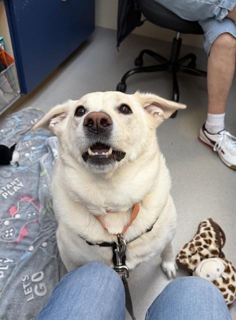 Photo of Athena, adoptable Siberian Husky in Salem, Massachusetts