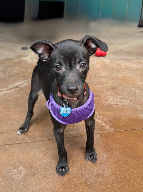Photo of Lizzy, adoptable Chihuahua in San Diego, California