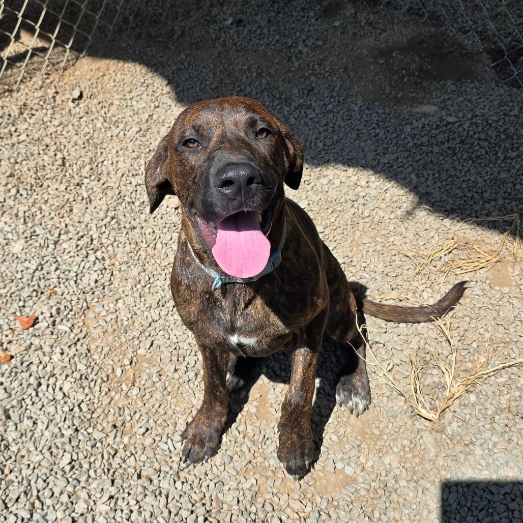 Photo of Luka, adoptable Hound / Mix