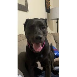 Photo of Boom Boom, adoptable Labrador Retriever in Baton Rouge, Louisiana