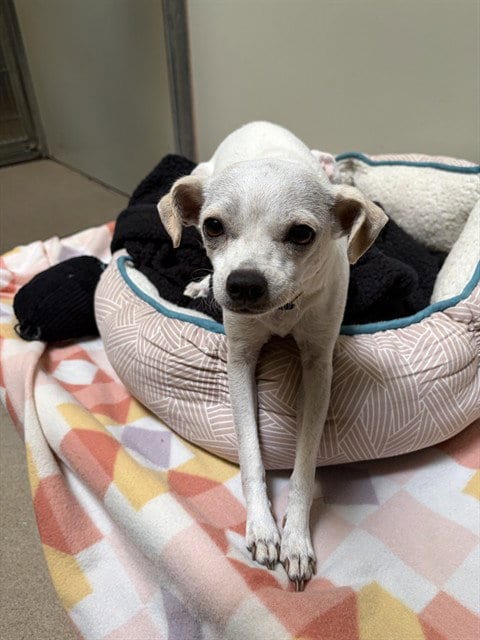 Photo of Lupita, adoptable Chihuahua in Santa Barbara, California