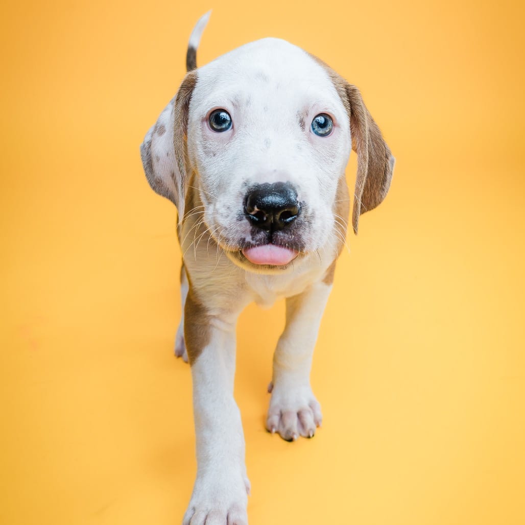Photo of Francis, adoptable Retriever, Labrador in Boonville, Missouri