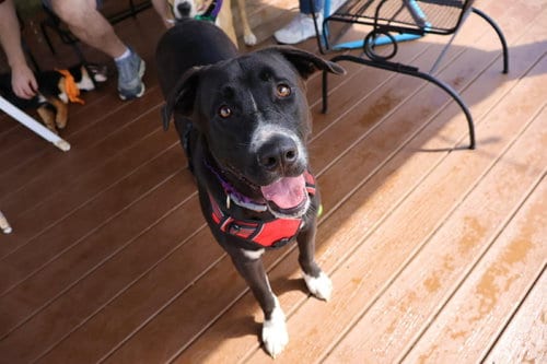 Photo of Shadow, adoptable American Pit Bull Terrier in Mobile, Alabama