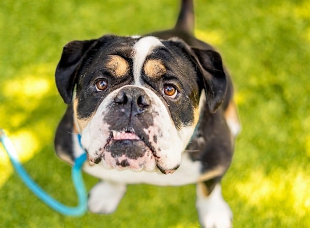 Photo of Jessie, adoptable American Bulldog in San José, California