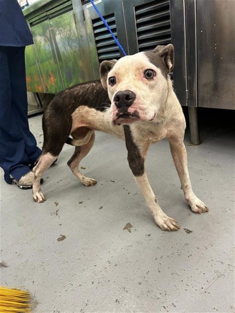 Photo of Reef, adoptable American Staffordshire Terrier in Waco, Texas