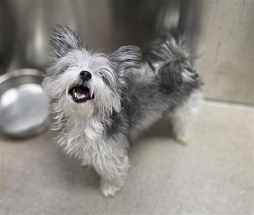 Photo of Payne, adoptable Yorkshire Terrier Yorkie in Denver, Colorado