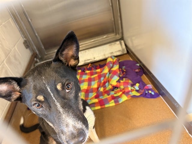 Photo of Sasha, adoptable Border Collie in San José, California