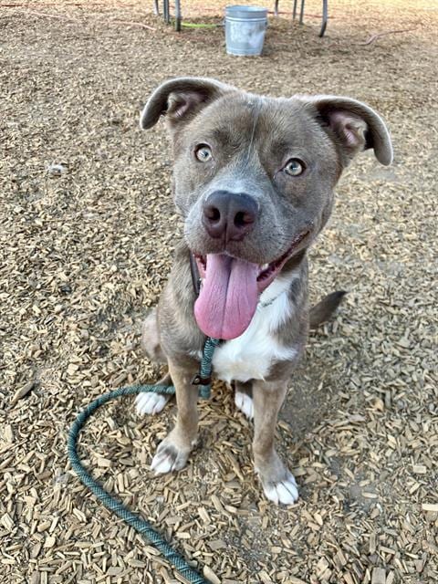 Photo of Amiri, adoptable American Pit Bull Terrier in Albuquerque, New Mexico
