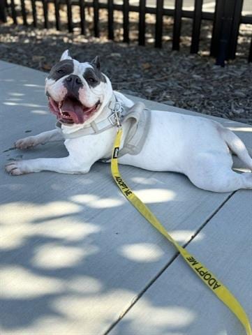 Photo of Cony, adoptable American Bulldog in San Martin, California