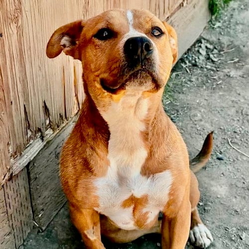 Photo of Marcella, adoptable Cattle Dog in Yreka, California
