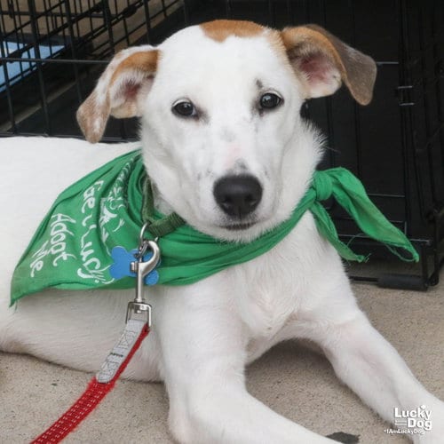Photo of Lexi Dee, adoptable Shepherd in Washington, District of Columbia