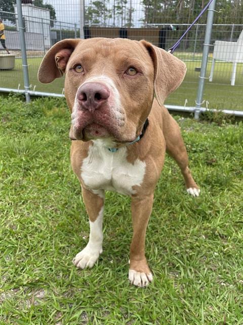 Photo of Grits, adoptable Pit Bull Terrier in Naples, Florida