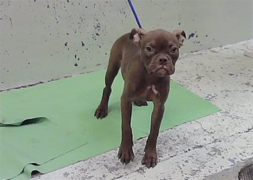 Photo of Cookie, adoptable French Bulldog in Houston, Texas