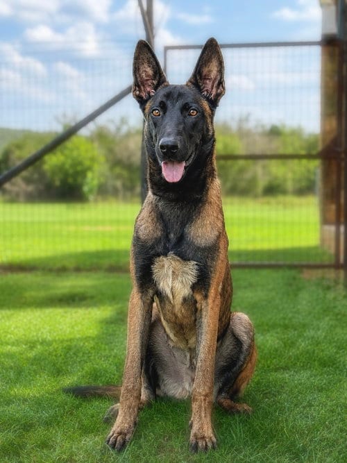 Photo of Blue, adoptable Belgian Shepherd Malinois in PIPE CREEK, Texas