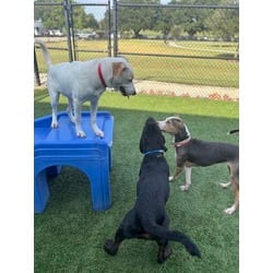 Photo of Riley, adoptable Labrador Retriever in Baton Rouge, Louisiana