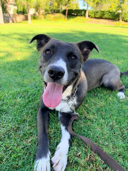 Photo of Selina, adoptable Labrador Retriever in San Diego, California