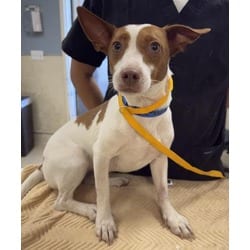 Photo of Peach, adoptable Terrier (Unknown Type, Medium) in Jurupa Valley, California