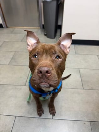 Photo of Bartledee, adoptable dog in Chamblee, Georgia