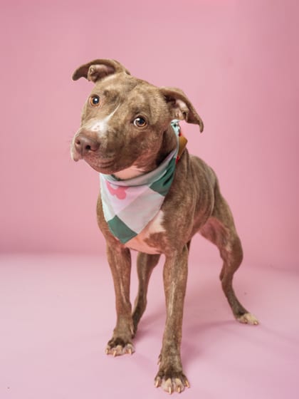 Photo of Saylor, adoptable dog in Atlanta, Georgia