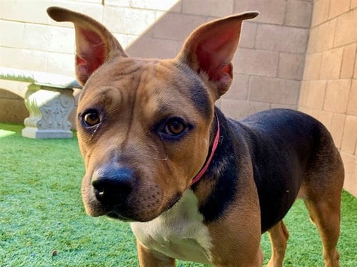 Photo of Lannie, adoptable Pit Bull Terrier in Moreno Valley, California