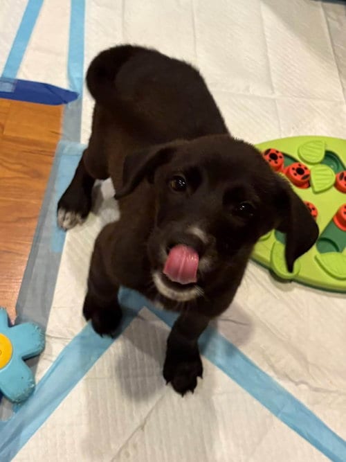 Photo of Dolly, adoptable Labrador Retriever in Sheboygan, Wisconsin