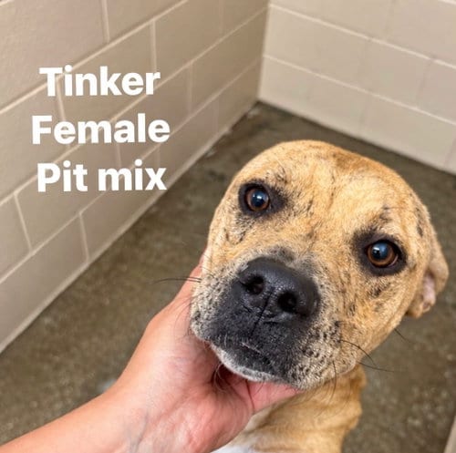 Photo of Tinker, adoptable Labrador Retriever in Burnsville, North Carolina