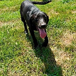 Photo of Liberty, adoptable Labrador Retriever in Lebanon, Connecticut