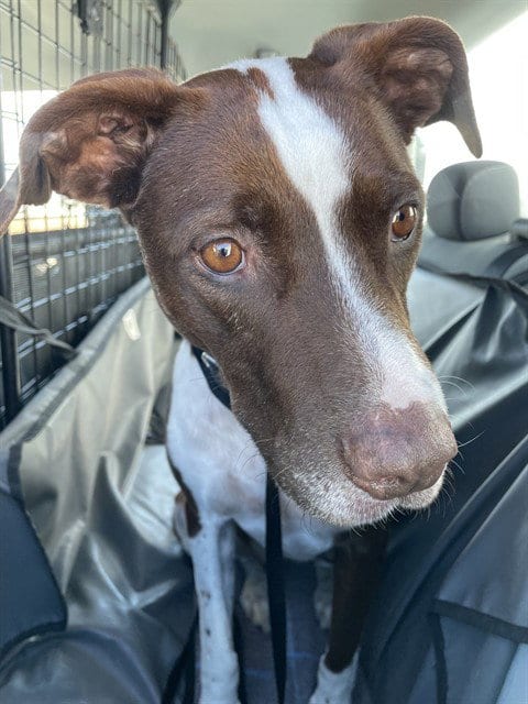 Photo of Afton, adoptable Pointer in Casper, Wyoming