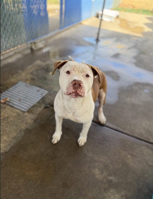Photo of Cupido, adoptable Pit Bull Terrier in Chula Vista, California