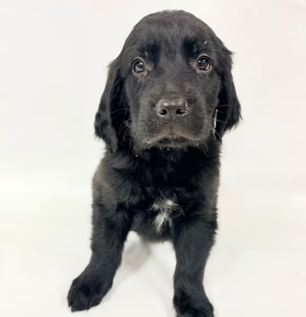 Photo of 1160 (2026) Soot, adoptable Goldendoodle Mixed Breed (Medium) in Parker, Colorado