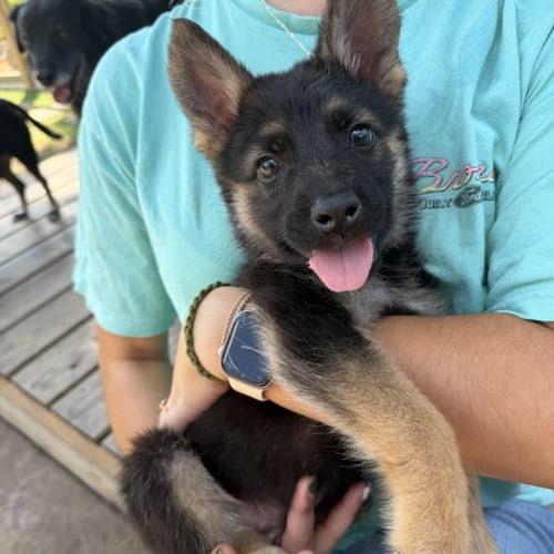 Photo of Dorian, adoptable German Shepherd Dog in Dallas, Texas