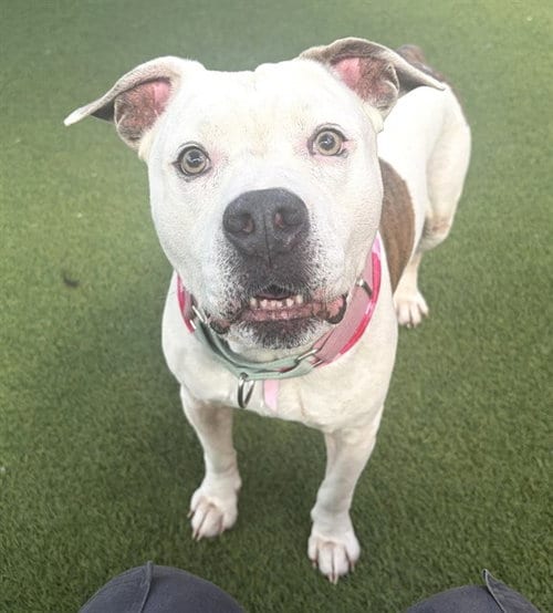Photo of Champion, adoptable American Bulldog in Miami, Florida