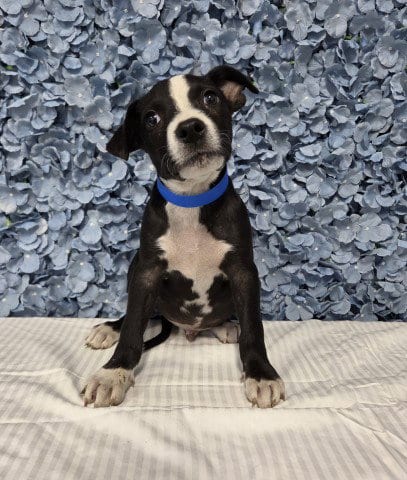 Photo of Peanut Butter, adoptable Pit Bull Terrier in Bakersfield, California