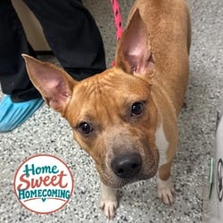 Photo of Susie, adoptable Mixed Breed (Medium) in Lakeland, Florida