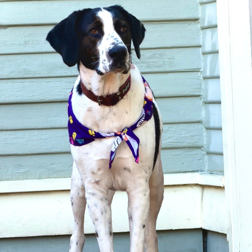 Photo of Junie, adoptable Hound / Mix in San Francisco, California