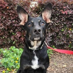 Photo of Tempe JuM, adoptable German Shepherd Dog Mixed Breed (Medium) in Hartford, Connecticut