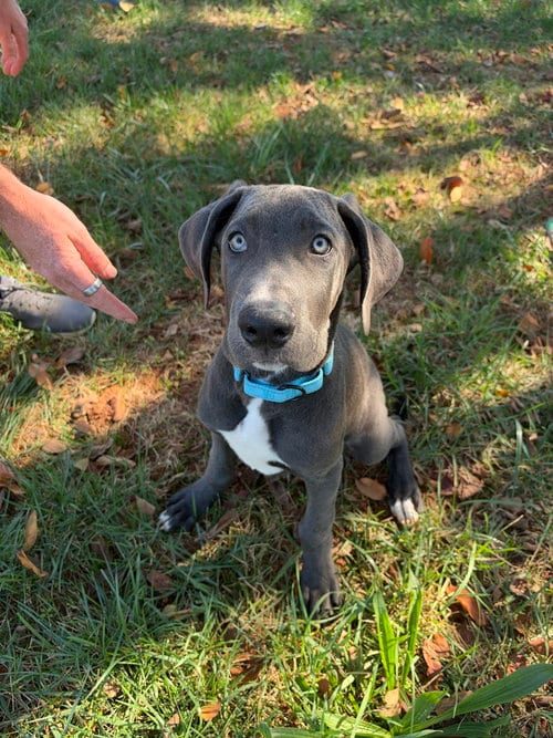 Photo of Ace, adoptable Great Dane in Mooresville, North Carolina