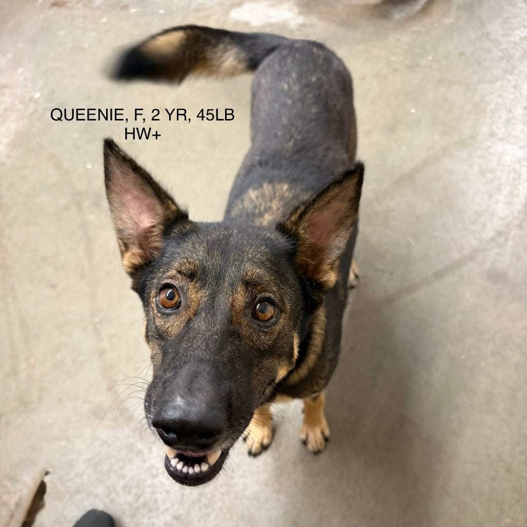 Photo of Queenie, adoptable Shepherd, German in Houston, Texas