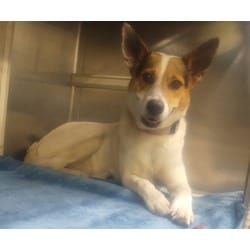 Photo of Manchas, adoptable Mixed Breed (Medium) in Baton Rouge, Louisiana