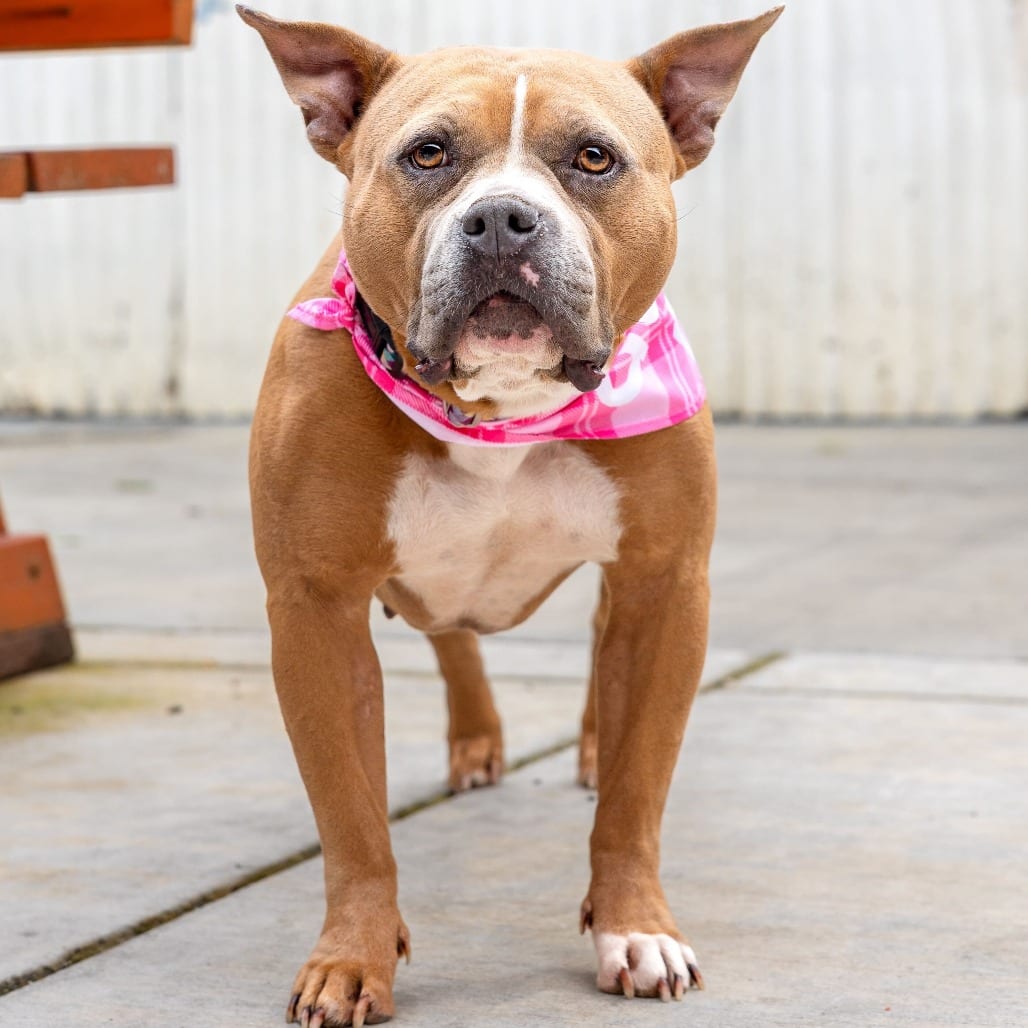 Photo of Bunny, adoptable Terrier, American Staffordshire / Terrier, Pit Bull in California, California