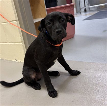 Photo of Leafeon, adoptable Labrador Retriever in Sanford, Florida