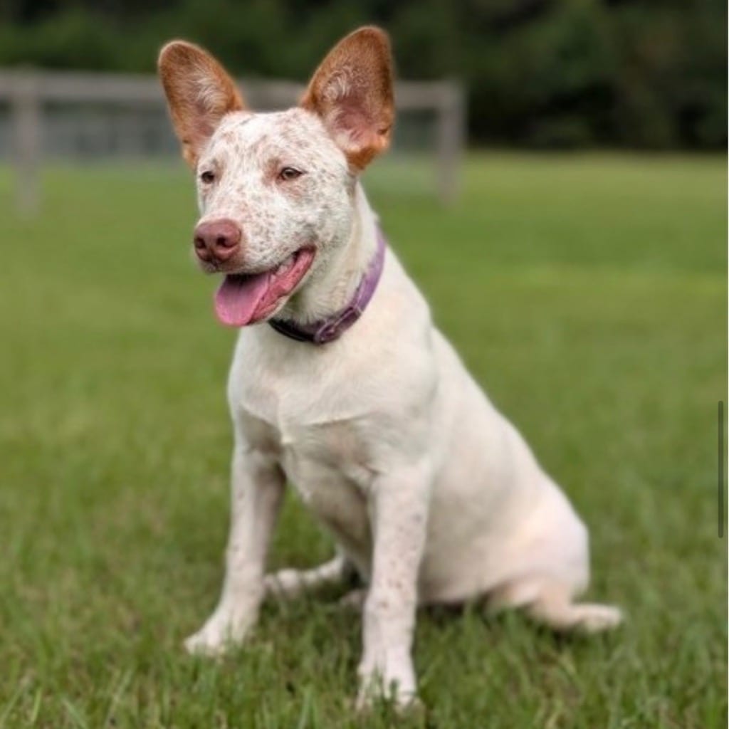 Photo of Chucky, adoptable Australian Cattle Dog/Blue Heeler in Bloomfield, Connecticut
