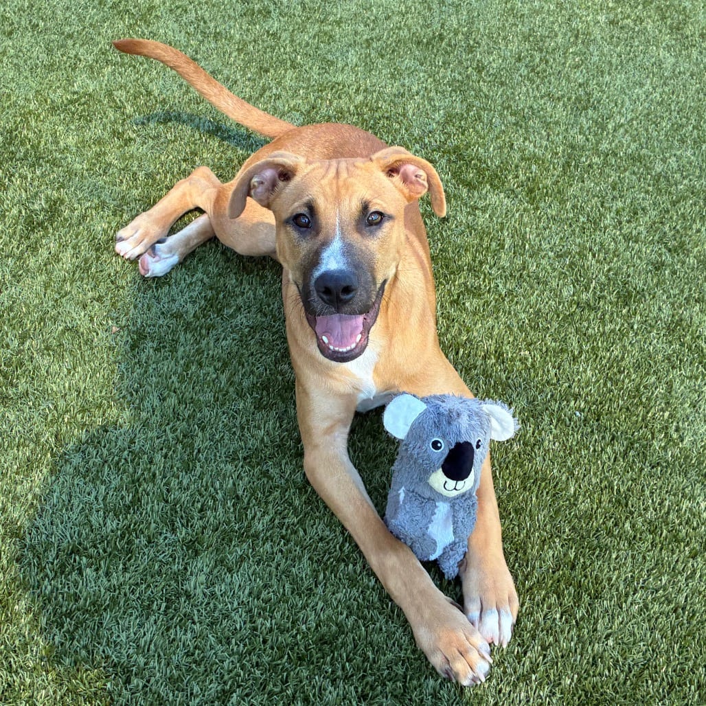 Photo of Baker, adoptable Hound in Spartanburg, South Carolina
